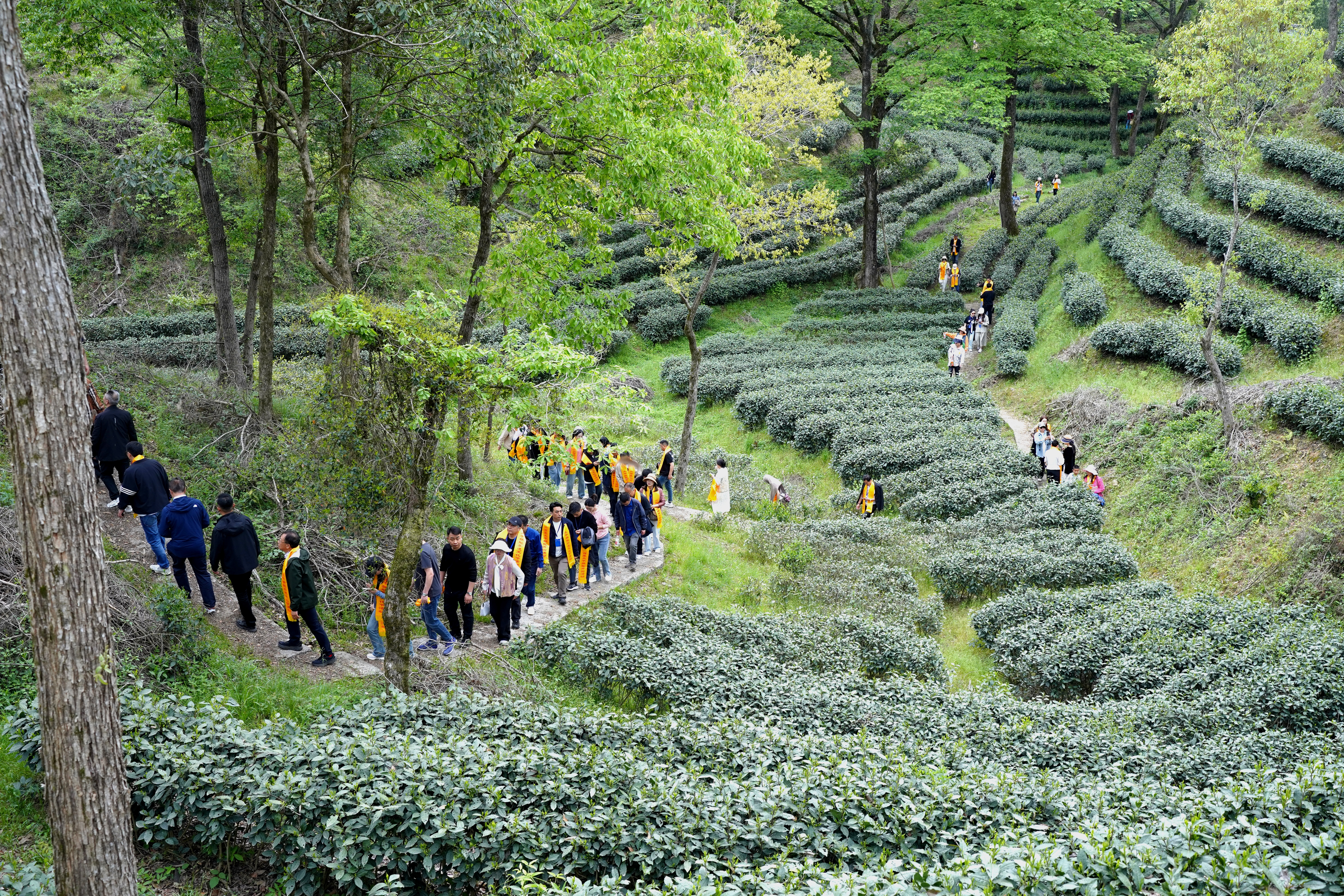 ?春茶飄香時(shí)，六百里太平猴魁正式開采